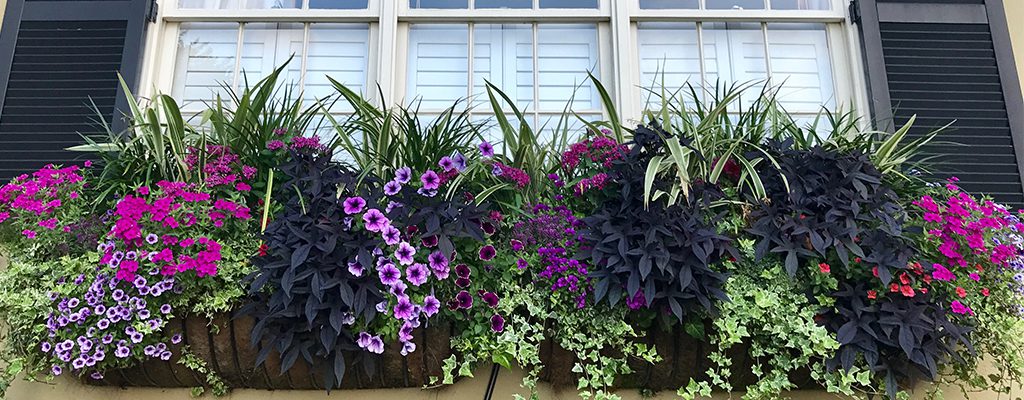 Thinking Outside the Box: Why You Need Window Boxes 🌺